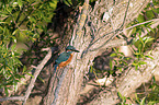 sitting Kingfisher
