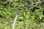 sitting Kingfisher