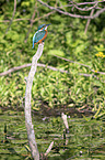 sitting Kingfisher