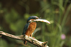 sitting Kingfisher