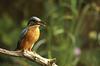 sitting Kingfisher