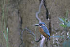 sitting Kingfisher