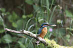 sitting Kingfisher