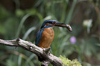 sitting Kingfisher