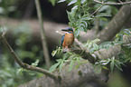 sitting Kingfisher