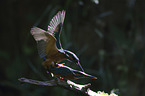 kingfisher