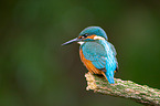 Kingfisher sits on branch