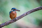Kingfisher sits on branch