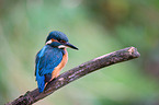 Kingfisher sits on branch