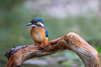 Kingfisher sits on branch