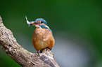 Kingfisher sits on branch