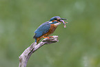 Kingfisher