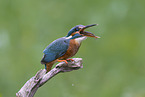 Kingfisher