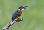 Kingfisher