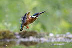 Kingfisher