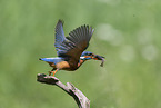 Kingfisher