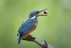 Kingfisher