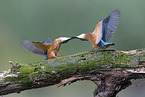 kingfisher