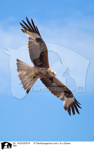 kite / AVD-05574