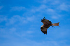 kite