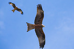 kite