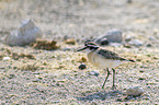 Kittlitz's plover