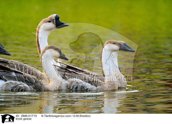 Hckergnse / knob geese / DMS-01715