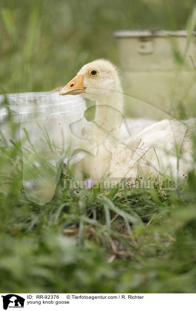 junge Hckergans / young knob goose / RR-92376