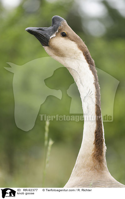 knob goose / RR-92377