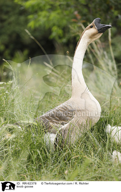 Hckergans / knob goose / RR-92378