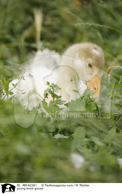 young knob goose / RR-92381