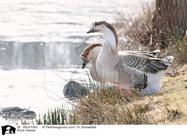 Hckergnse / Knob Geese / HS-01263
