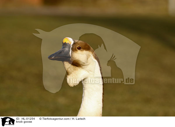 Hckergans / knob goose / HL-01254
