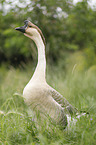 knob goose
