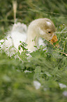 young knob goose