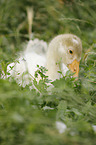 young knob goose