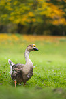 knob goose