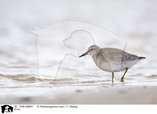 Knot / THA-08881