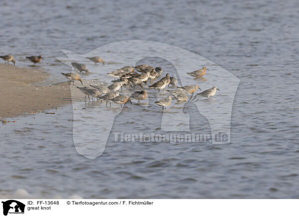 Knutt / great knot / FF-13648