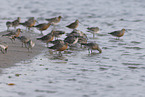 great knot
