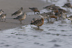 great knot