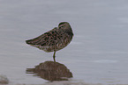 great knot