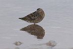 great knot