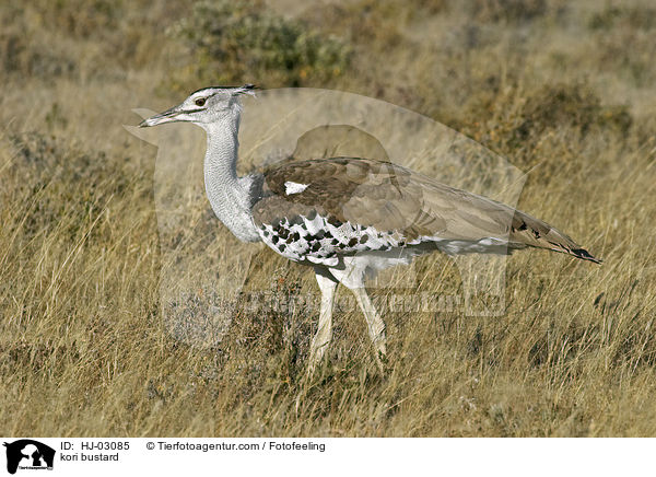 kori bustard / HJ-03085