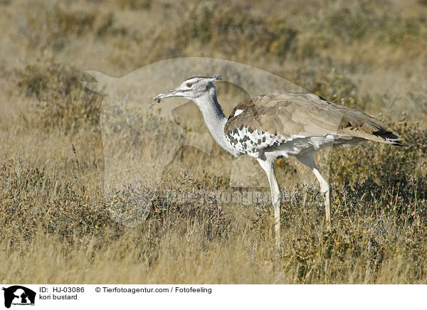 kori bustard / HJ-03086