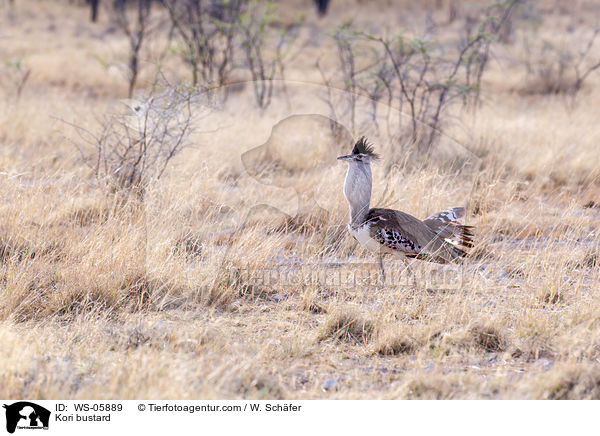 Kori bustard / WS-05889