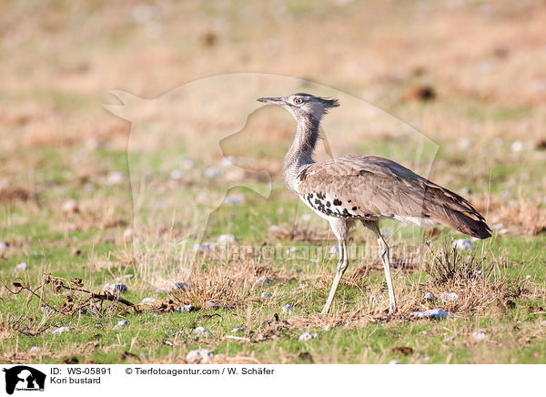 Kori bustard / WS-05891