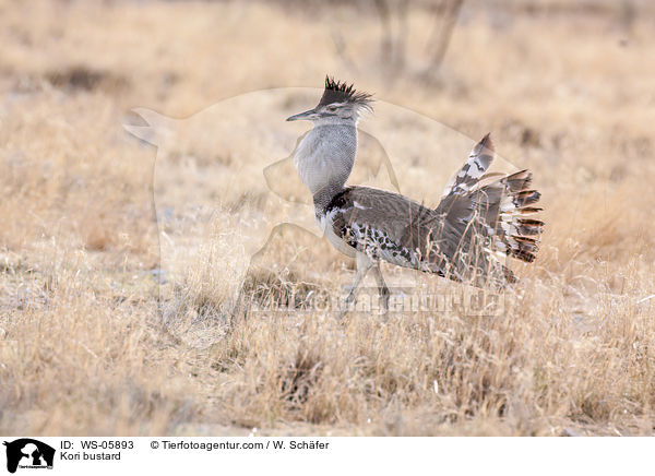 Kori bustard / WS-05893