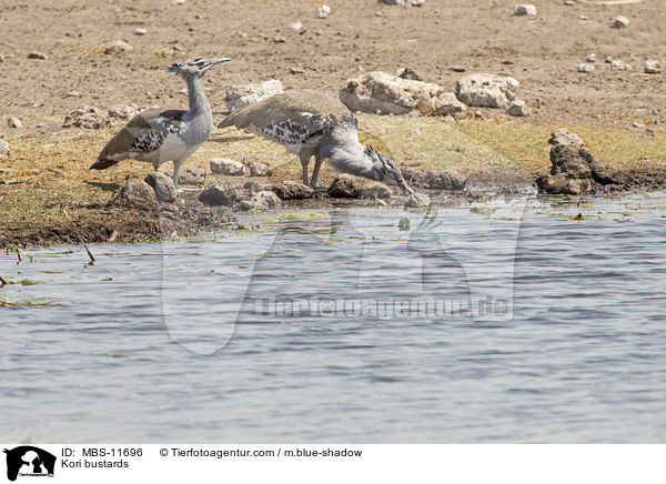 Kori bustards / MBS-11696