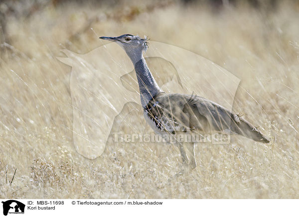Kori bustard / MBS-11698